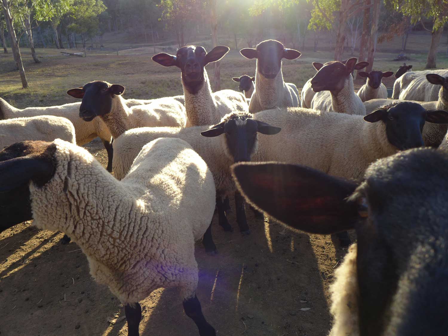 E_sheep.jpg