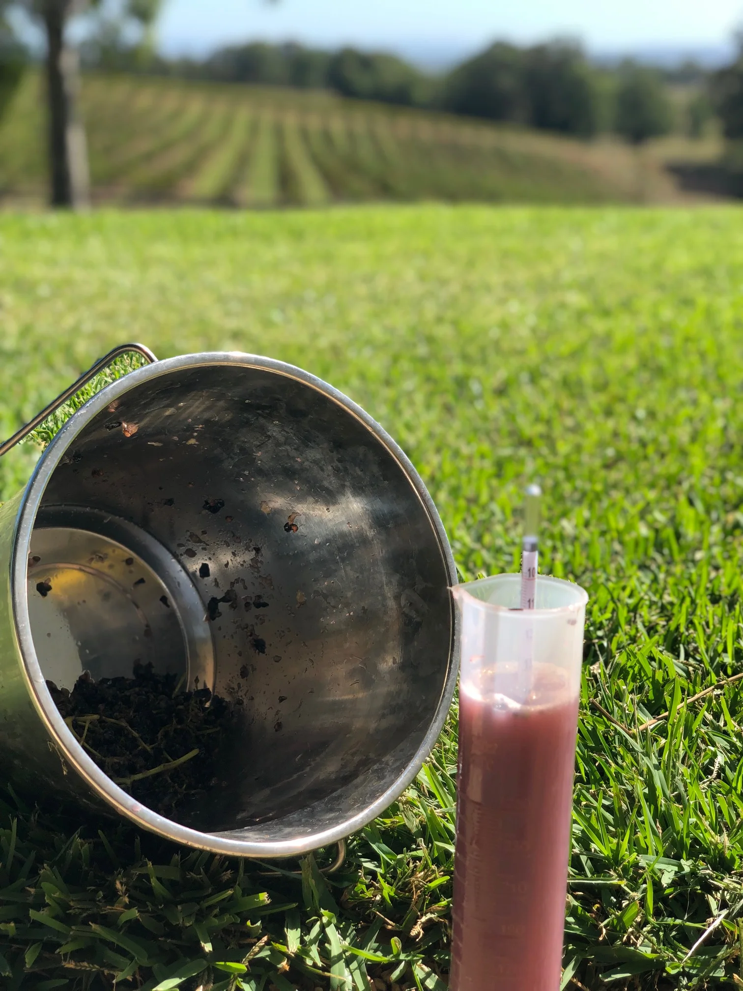 Daily sampling added to the quality of the 2019 Shiraz vintage