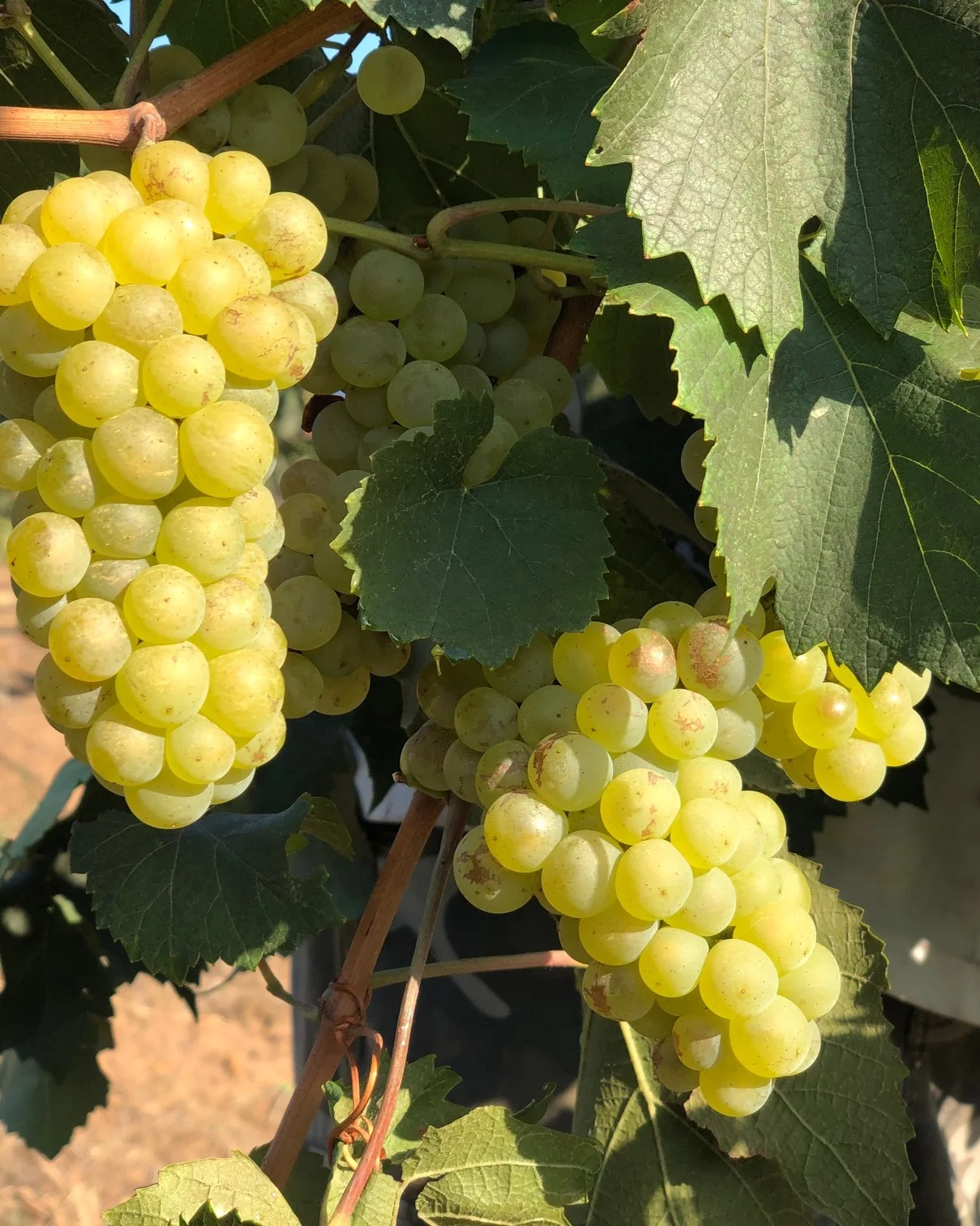 2019 Elbourne Wines estate grown chardonnay fruit. V19 was an exceptional year.