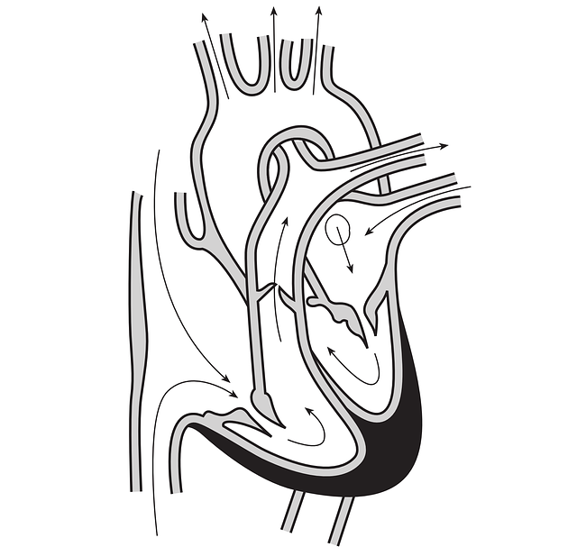 heart-148157_640.png