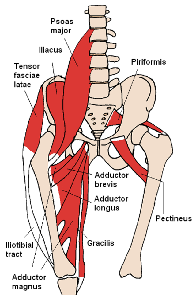 Hip Flexor Tendonitis Diagnosis And Treatment For Dancers — Dance