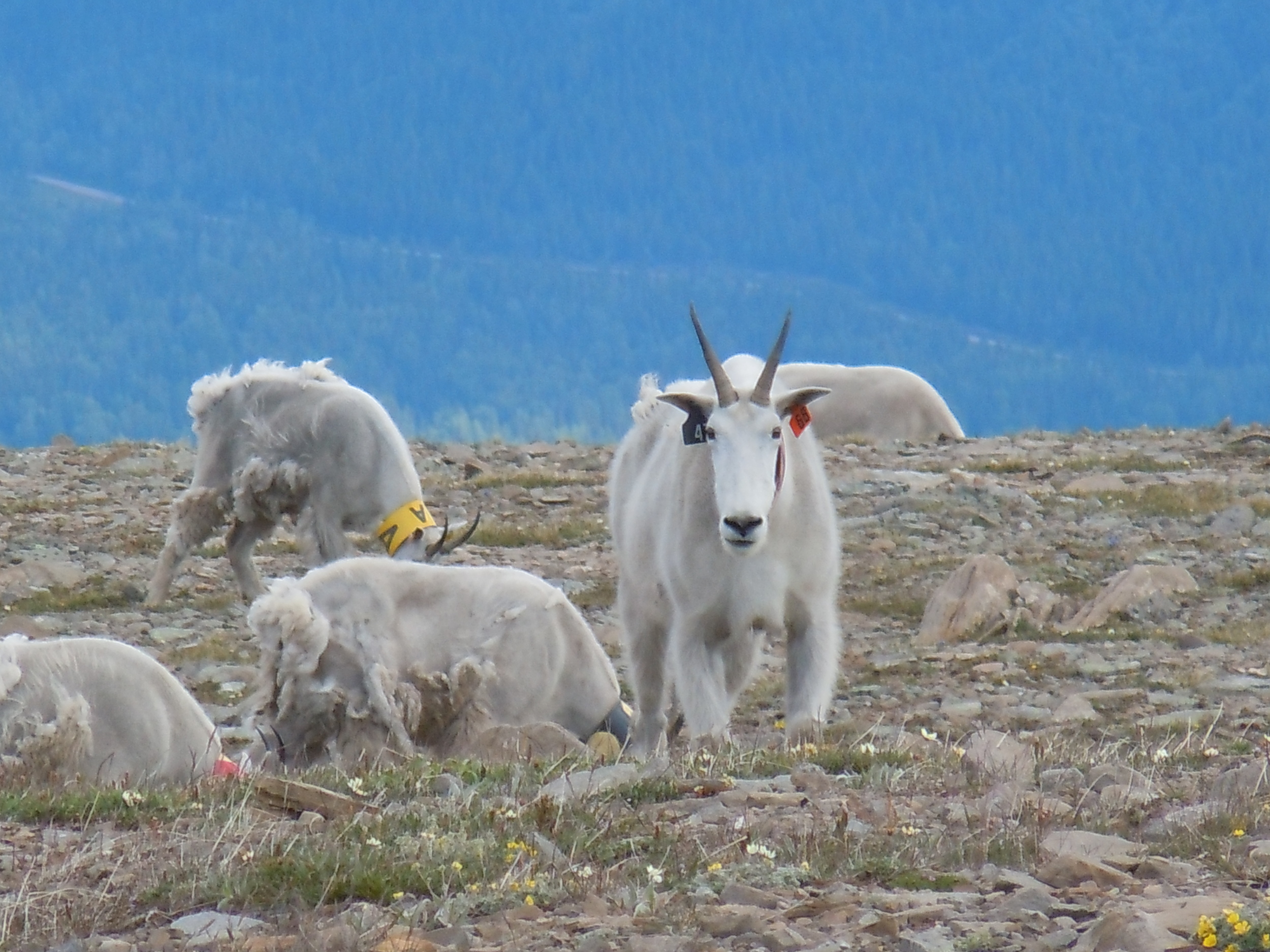 Read Canadian Geographic's story on the evolution of mountain goats