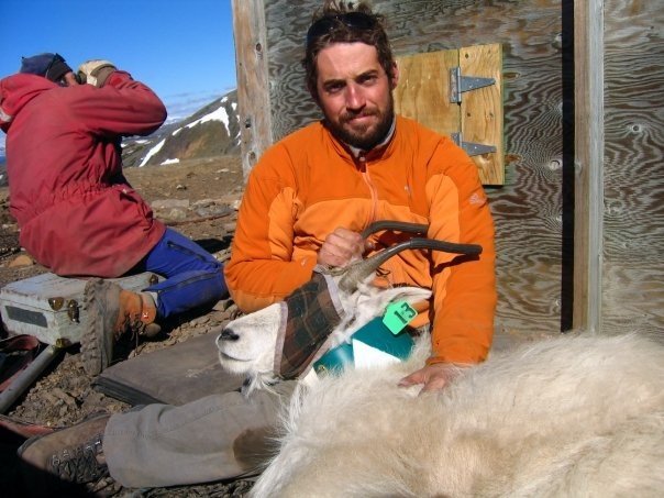 Listen to CBC's story on mountain goat evolutioin