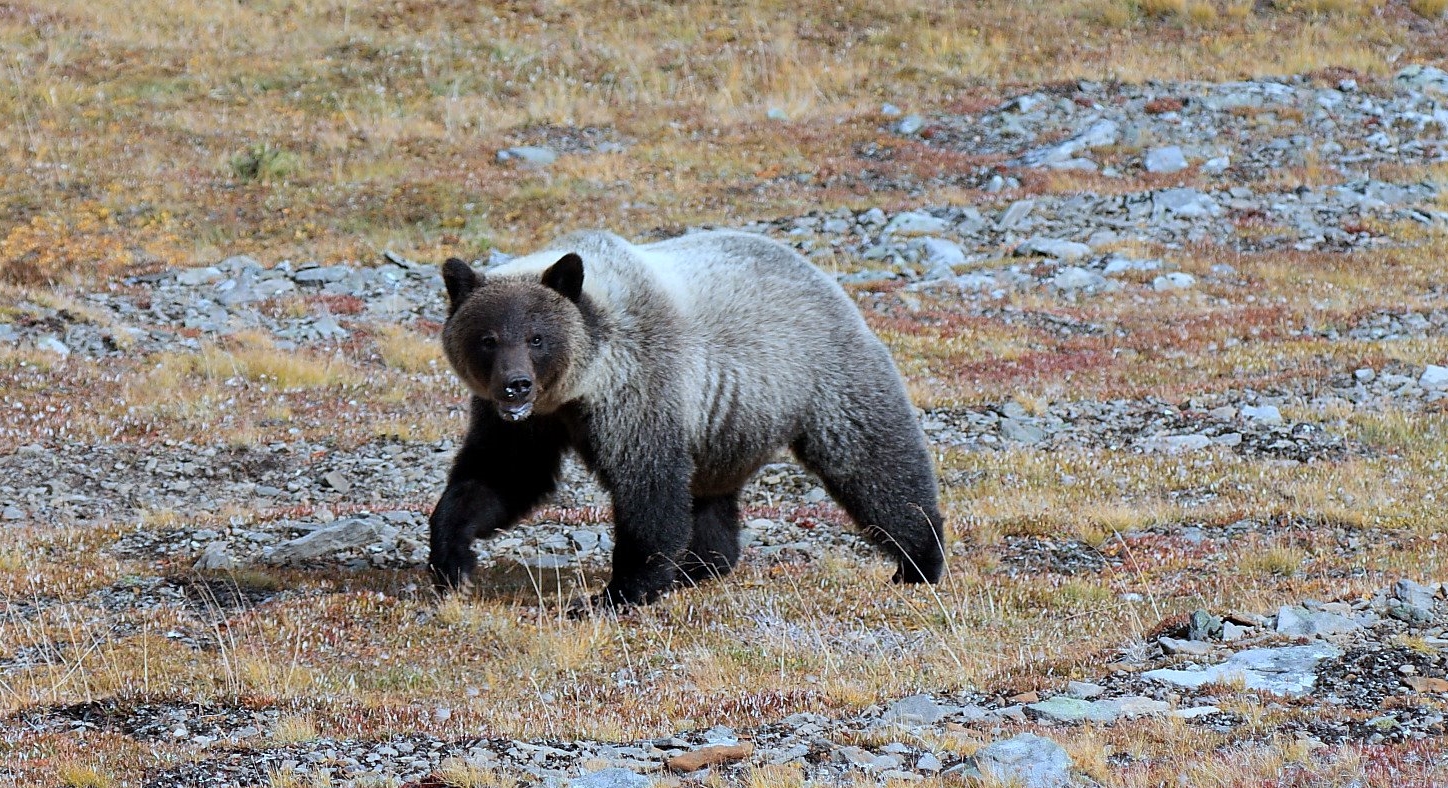 Read about Grizzly bear genetics and management