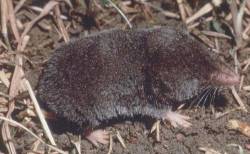 Read about an endemic Canadian shrew