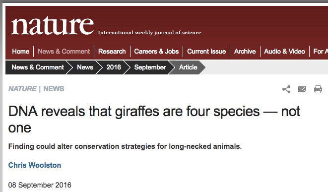 Nature News asked for Aaron's opinion on giraffe genomics!