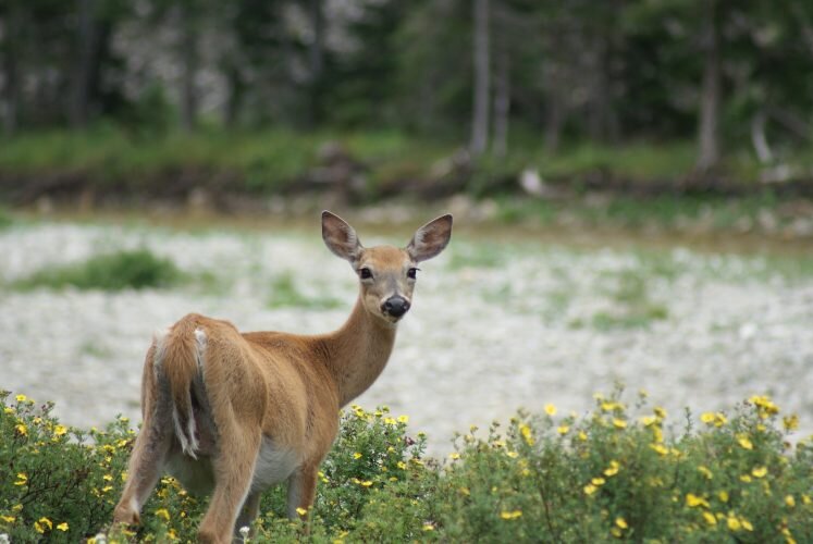 Read about Aidan's publication on deer quantitative genetics