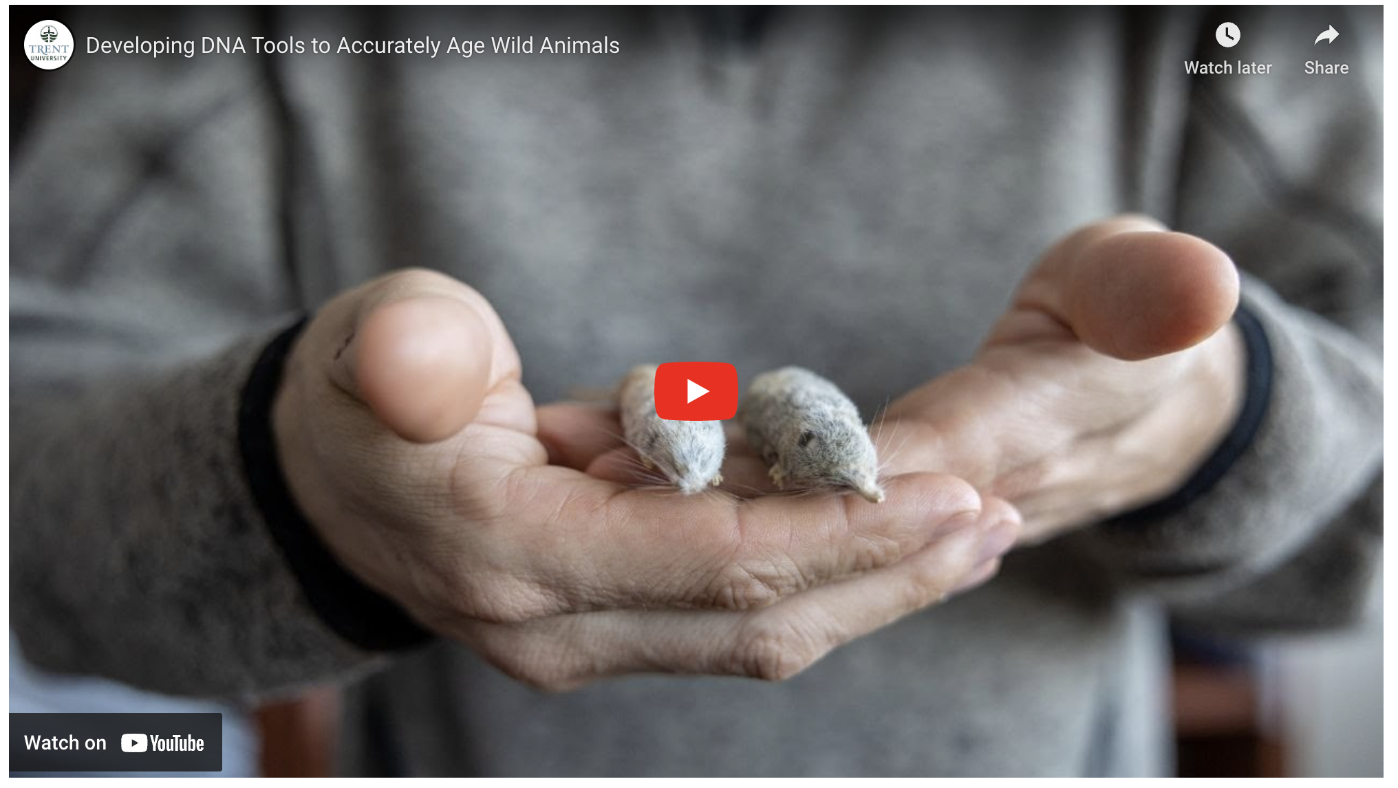 Watch a story on our shrew epigenetic research