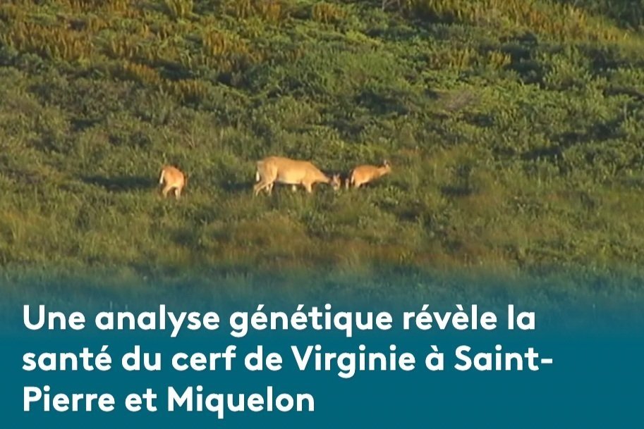 Read and Watch Camille discuss our work on St-Pierre Et Miquelon