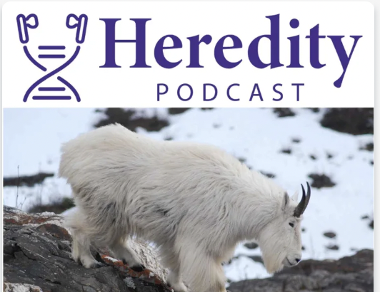 Listen to the Heredity podcast on our mountain goat genomic study