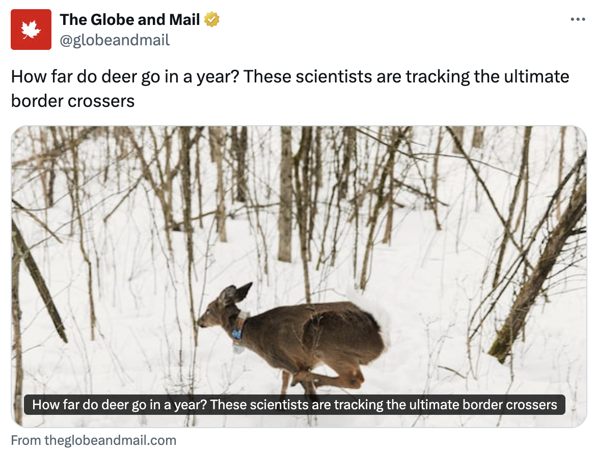 Globe &amp; Mail did a two page feature on our deer work