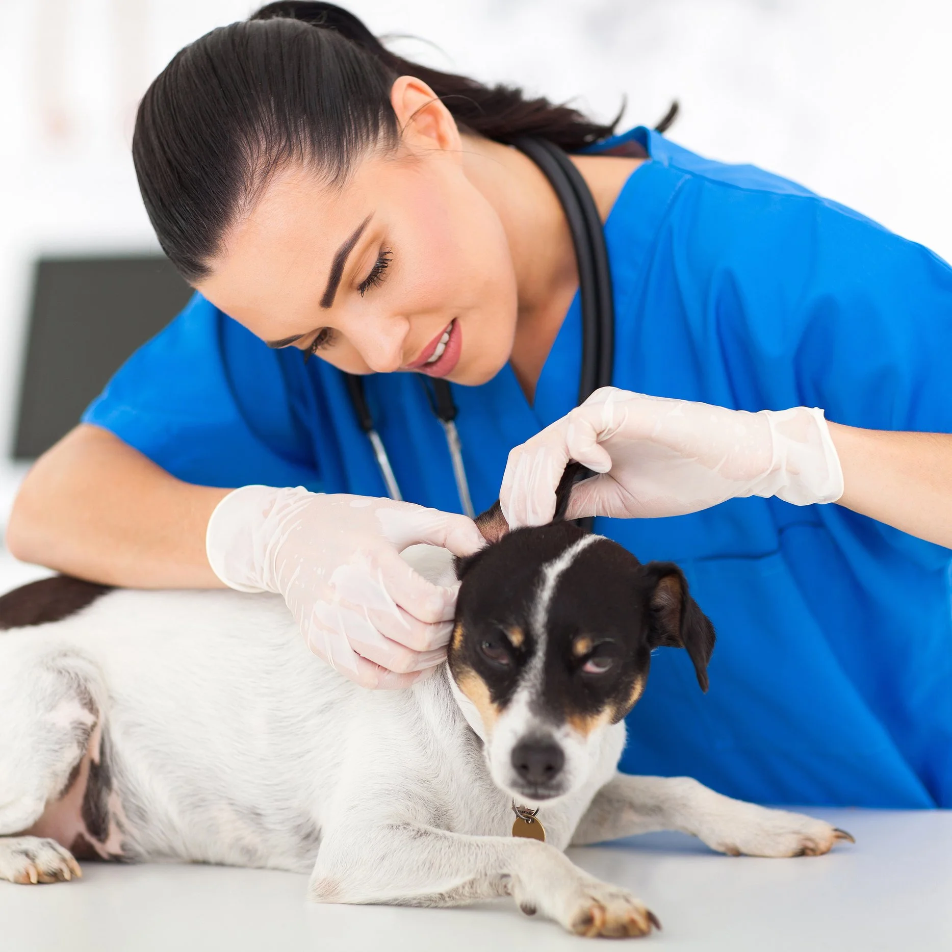 Quinte West/Northumberland Area Veterinary Hospital &amp; Real Estate - REF# 1717