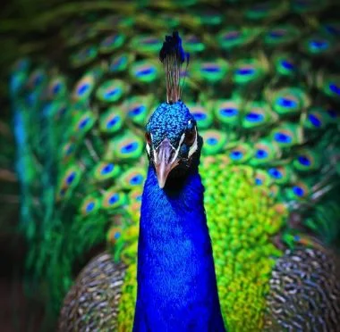 You Are Beautiful Just As You Are