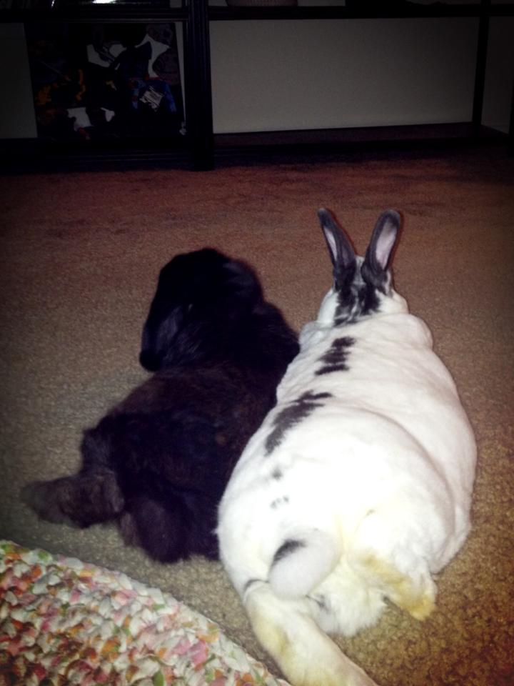 Rory went on a diet shortly after this photo. He stole a few too many carrots (which are a "sometimes" food).