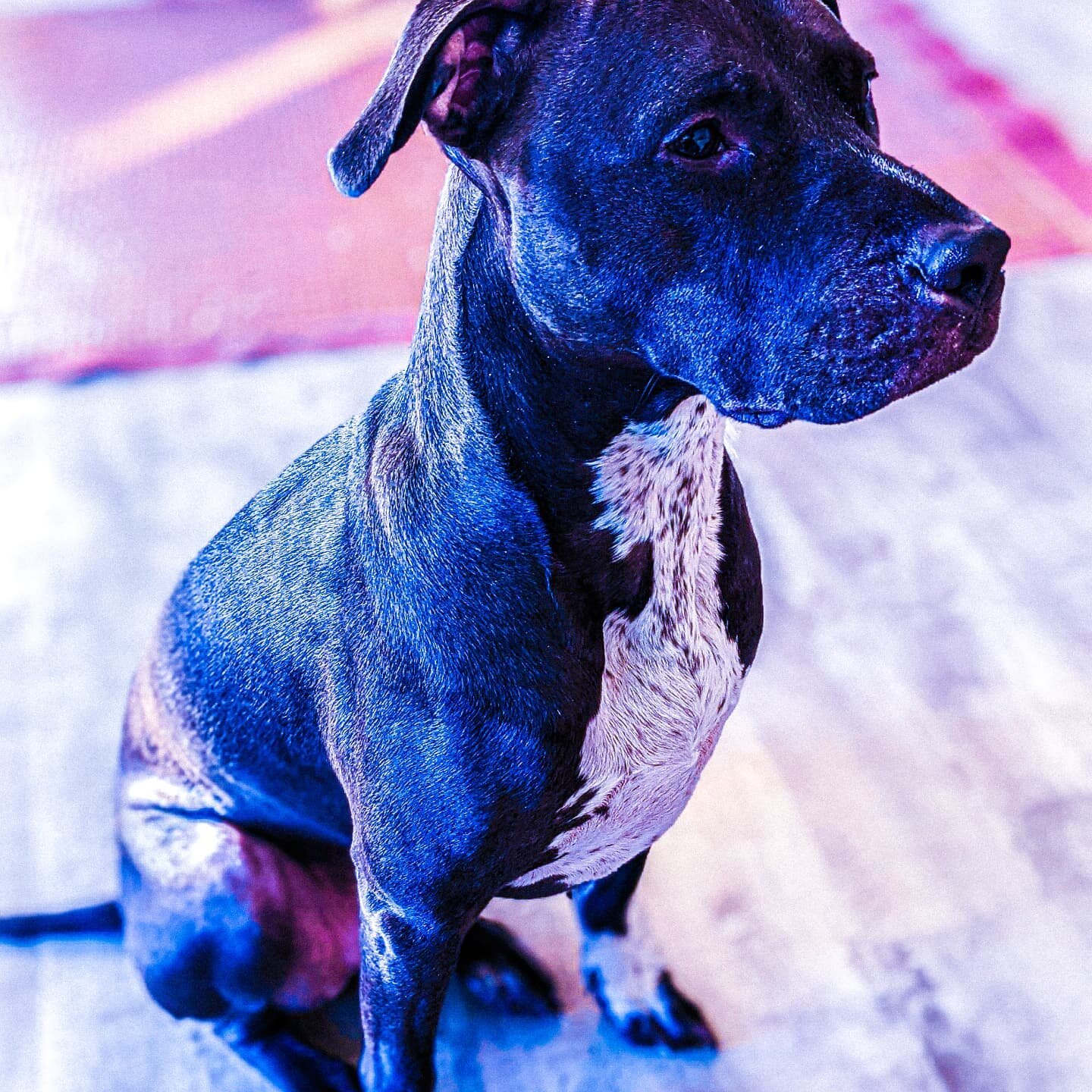 Future dog wishes you a happy 2022.

#pupsofinstagram #shotonpixel #doggosbeingdoggos