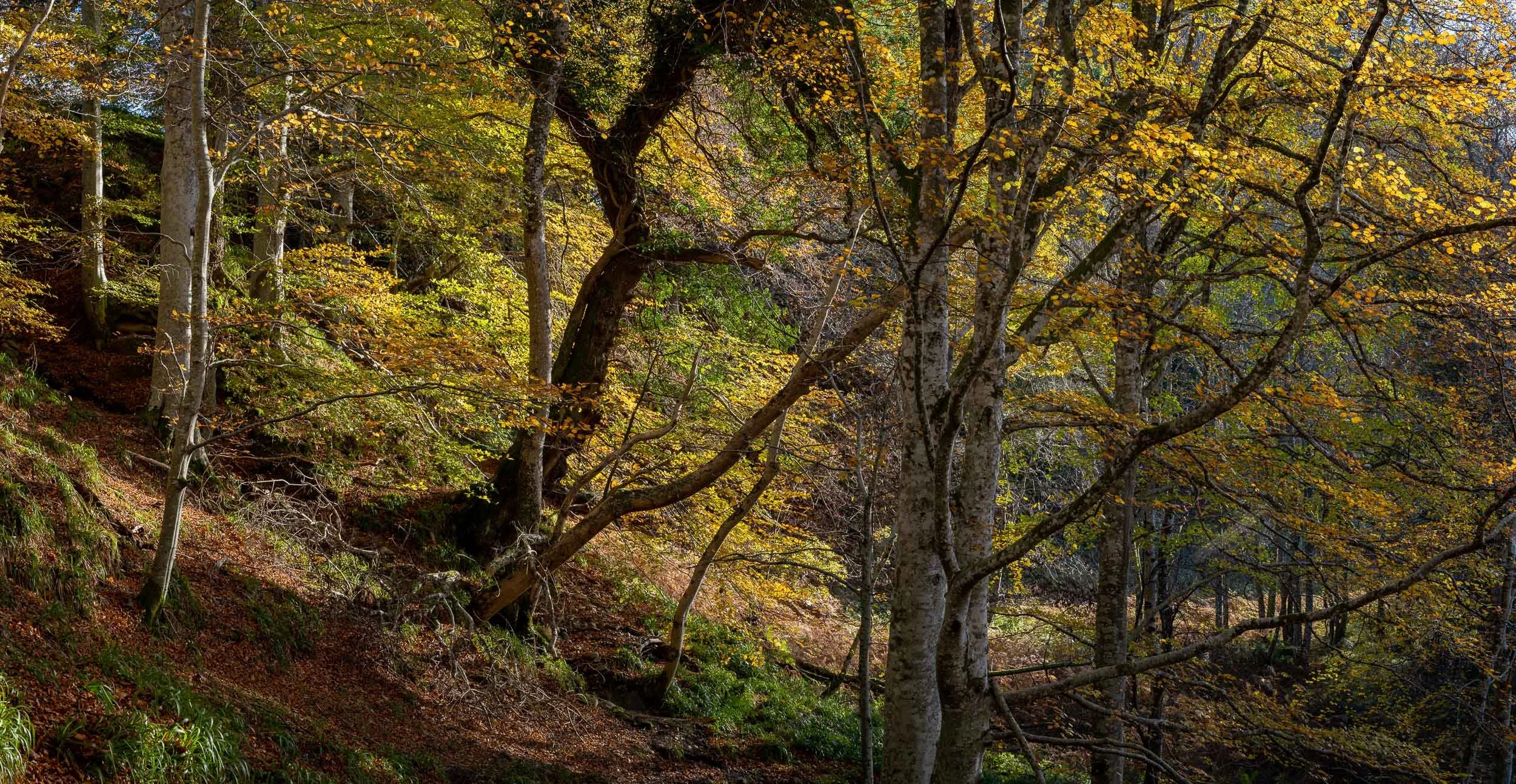 3909-Pano- 2500px.jpg