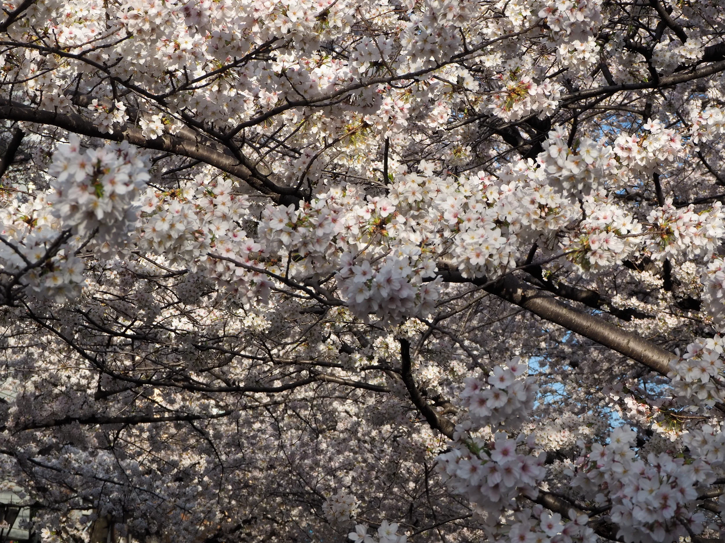Japan - OYL (596).JPG