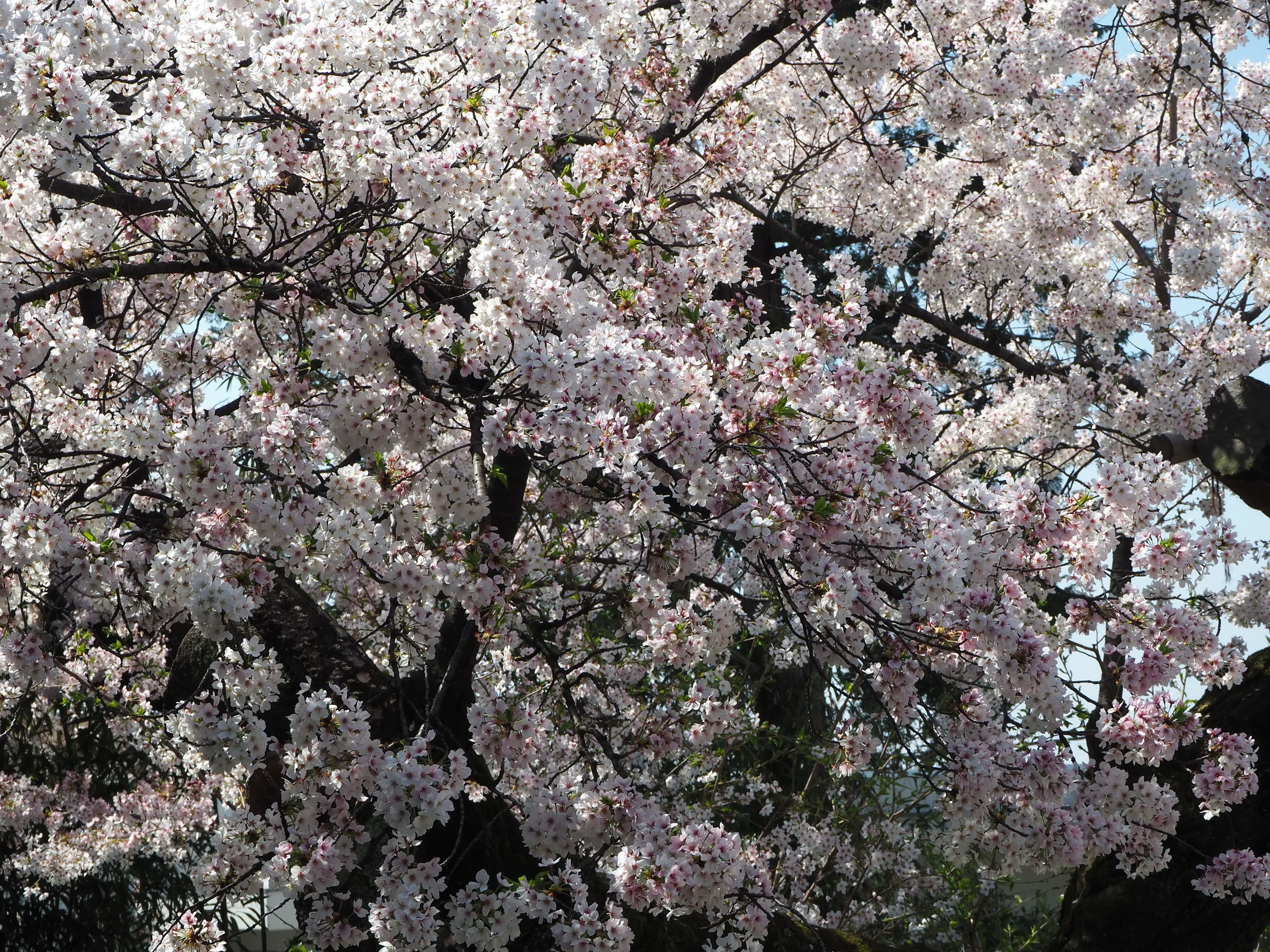 P3290406.JPG