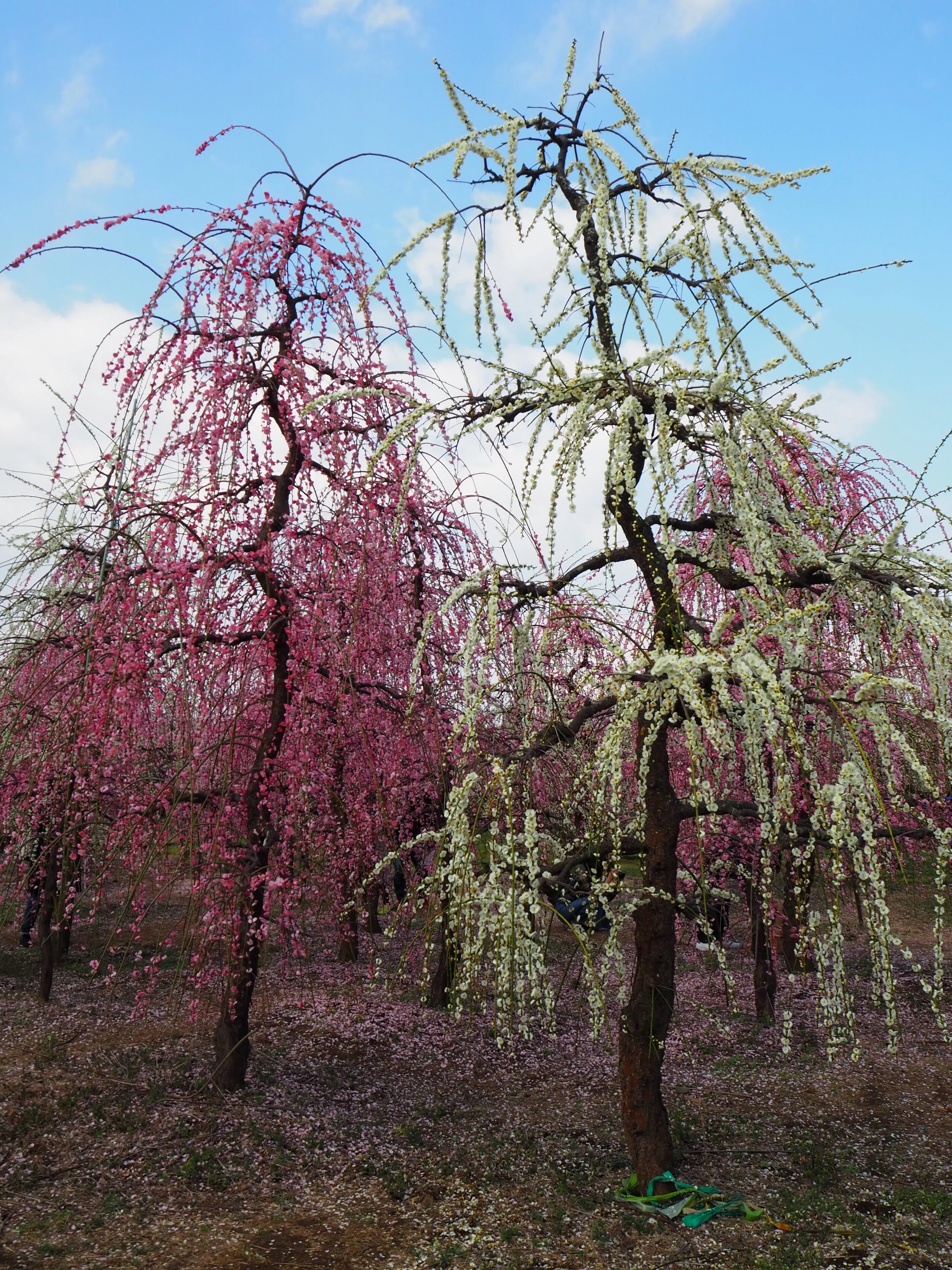 Plum blossom (ume) gallery