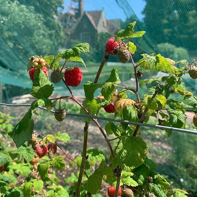 Our first raspberries ❤️ We celebrated midsummer this weekend which marks a noticeable change in our kitchen garden, in the last few days raspberries and cucumbers have ripened and our carrots, tomatoes and beetroots are so nearly ready. The summer p