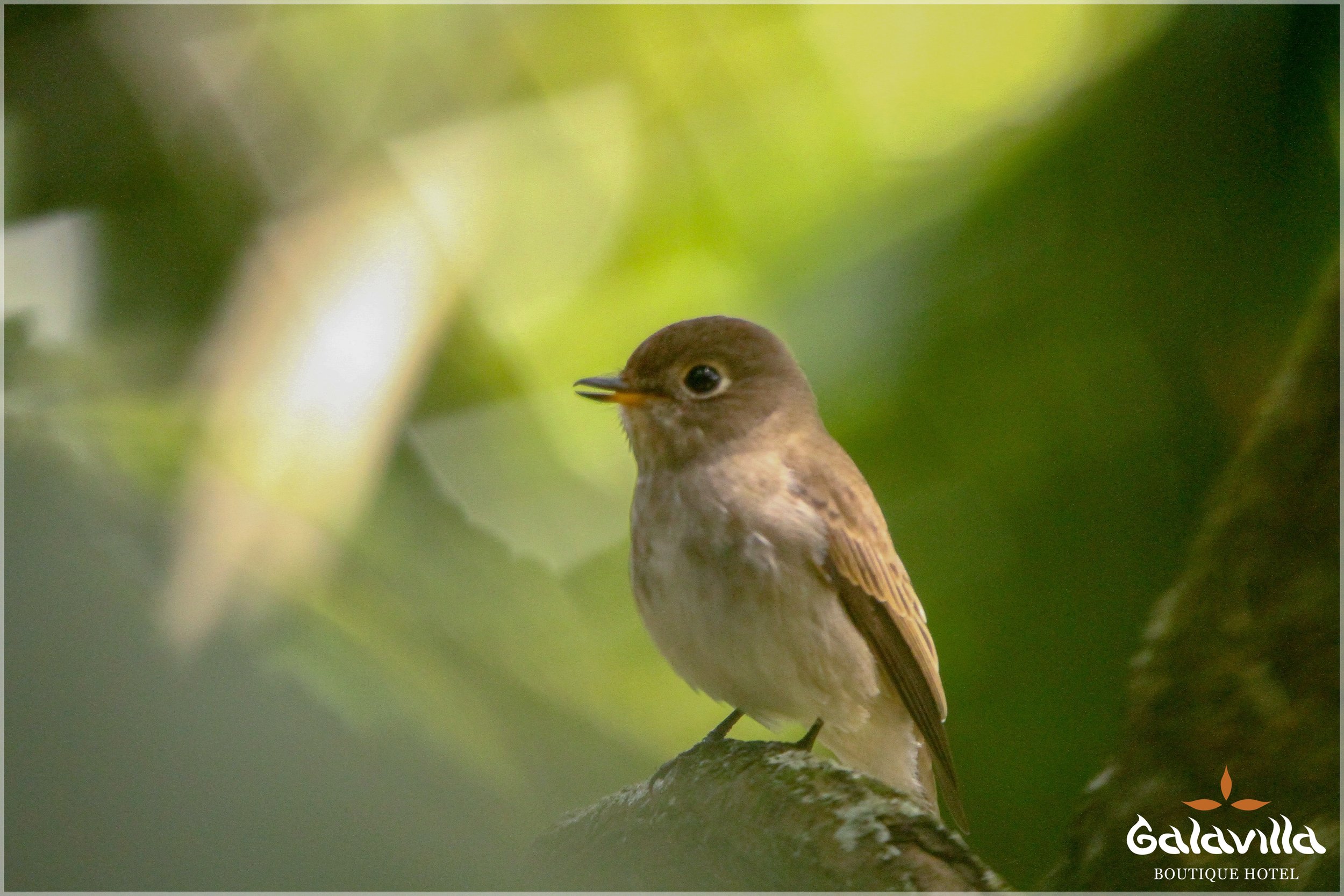 Asian Brown Fly Catcher.jpg