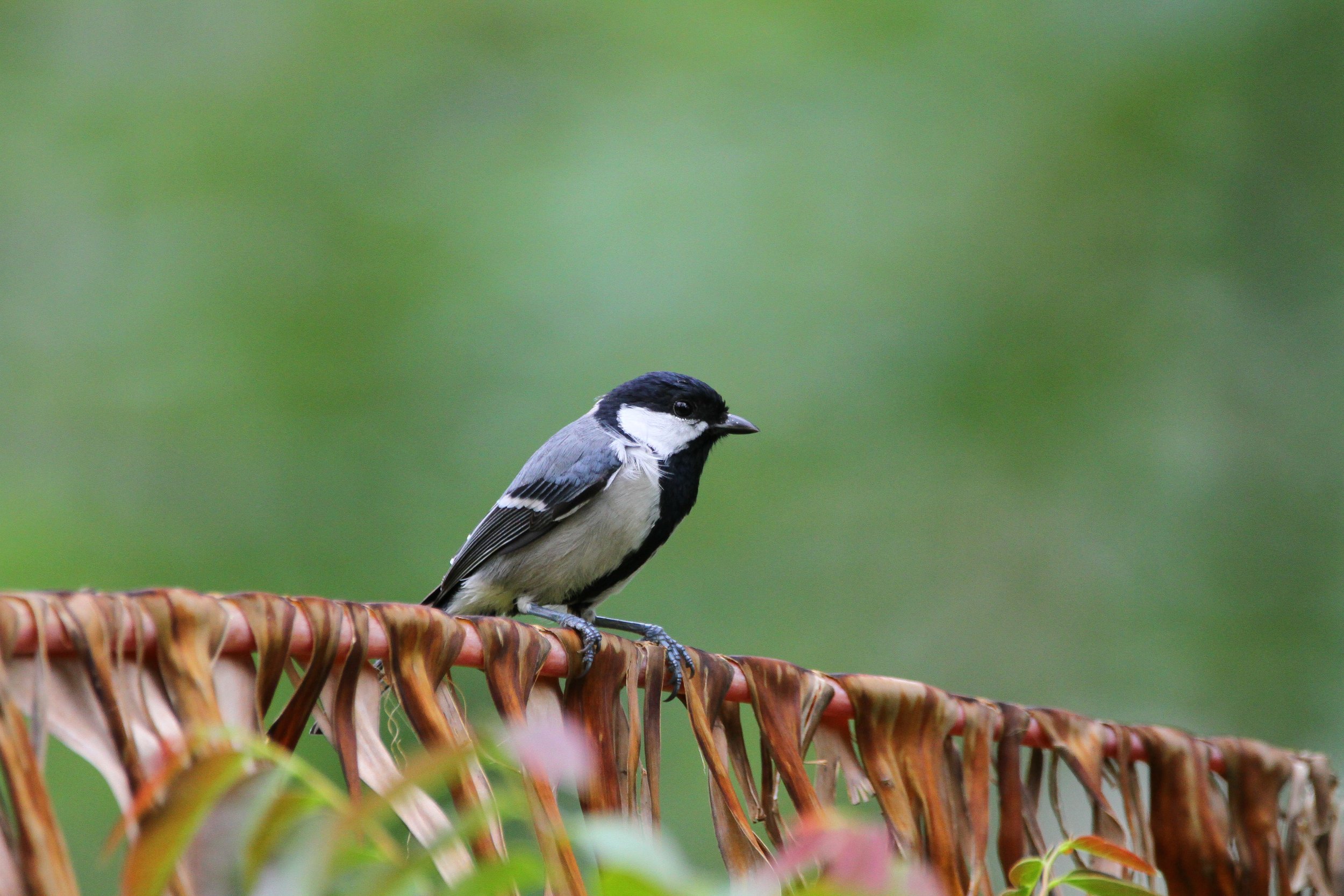 Great Tit 03.jpg