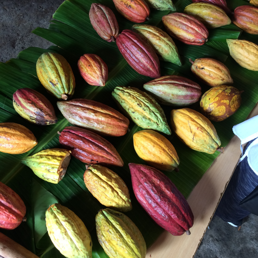 Cocoa pods freshly harvested from Belmont Estate. The green pods turn yellow when ripe and the red pods turn orange.