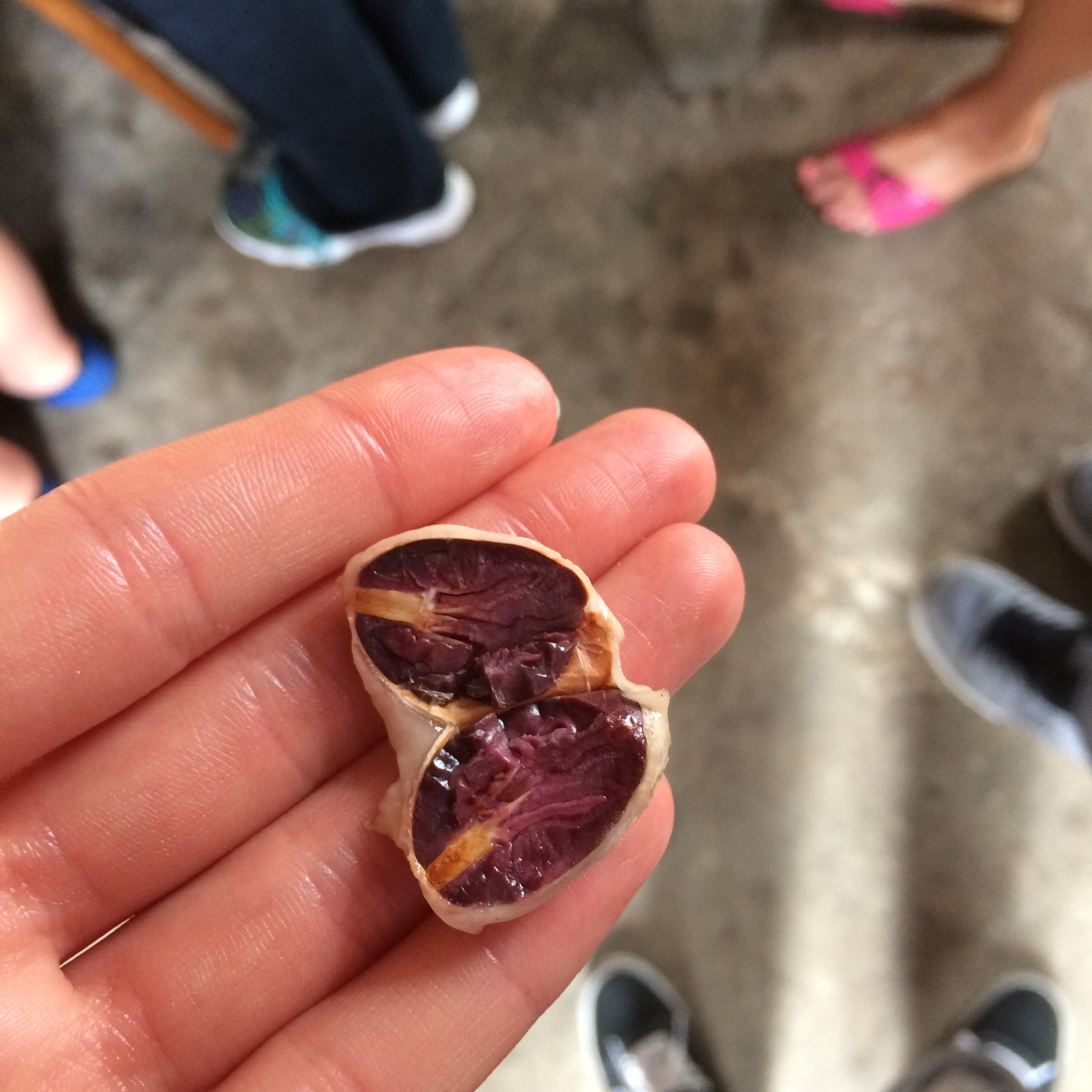 A fresh cocoa bean cut open.