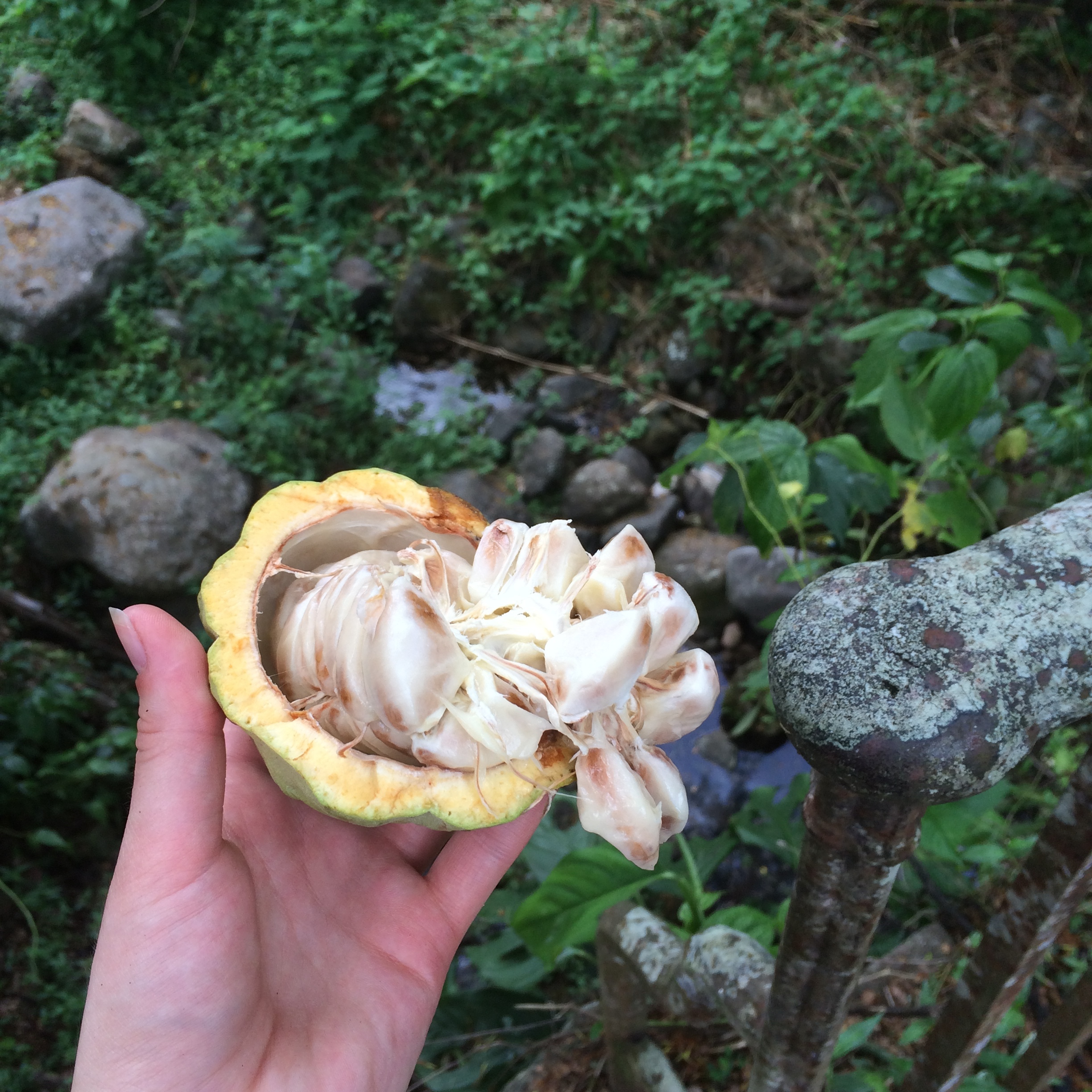 A fresh cocoa pod from Crayfish Bay cut open to reveal the cocoa beans covered in white pulp. The pulp can be eaten at this stage and tastes delicious and fruity, like lychees.