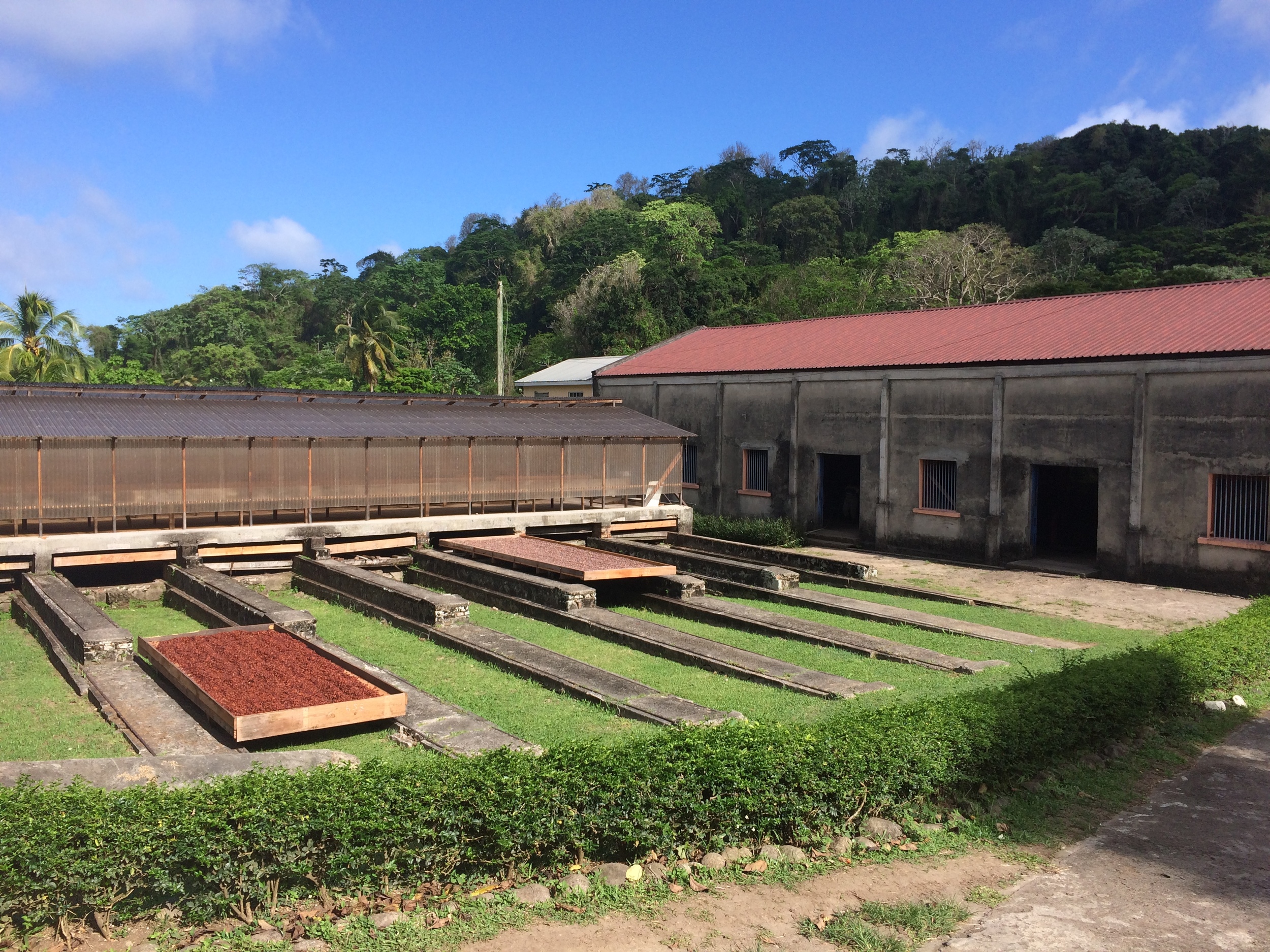 The fermented cocoa beans are left to dry in the sun for a week. The beans on the left had just been put out after fermentation. The beans on the right had been drying for 7 days. This photo was taken at Belmont Estate.