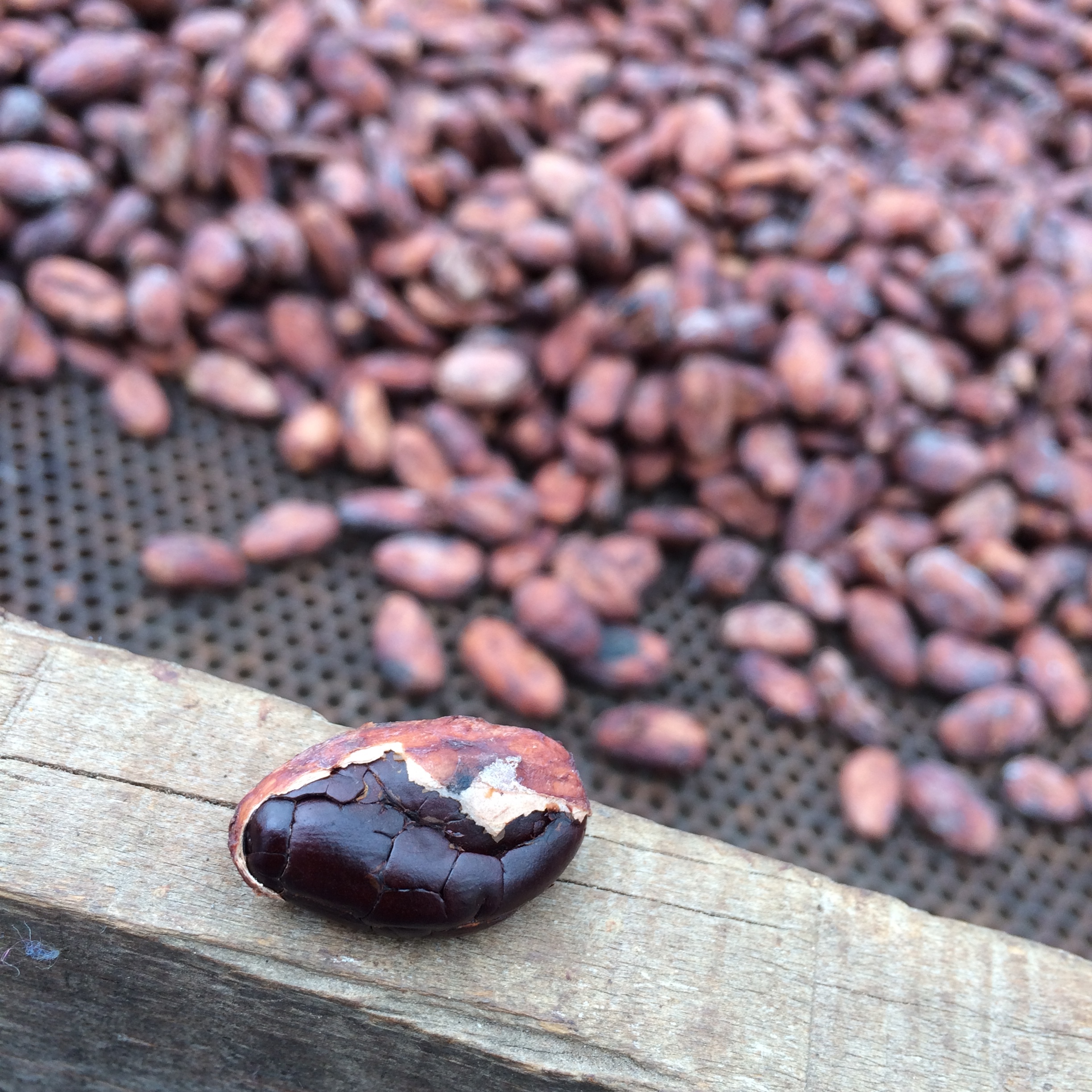 A half peeled cocoa bean after being dried for a week. This bean has finished drying as its moisture content is now down to 6-7%. The cocoa farmers can tell when the beans are ready by the sound they make when dropped. These beans are then bagged up and sent to the chocolate makers. The shells are removed as part of the bean to bar process.