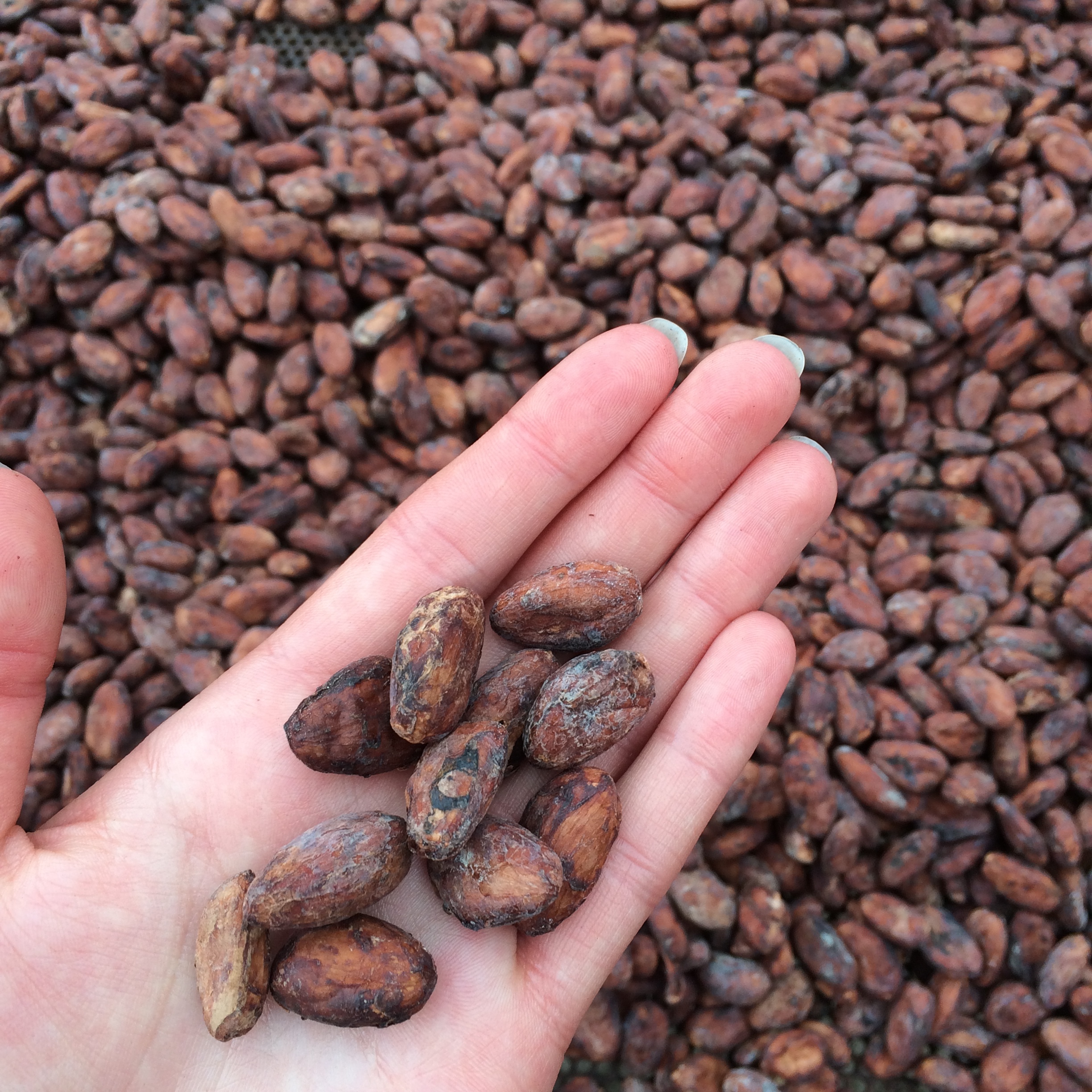 Dried cocoa beans.