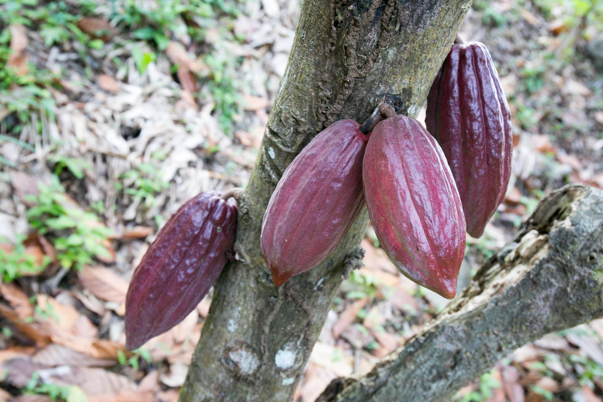 Pods on the cocoa tree.
