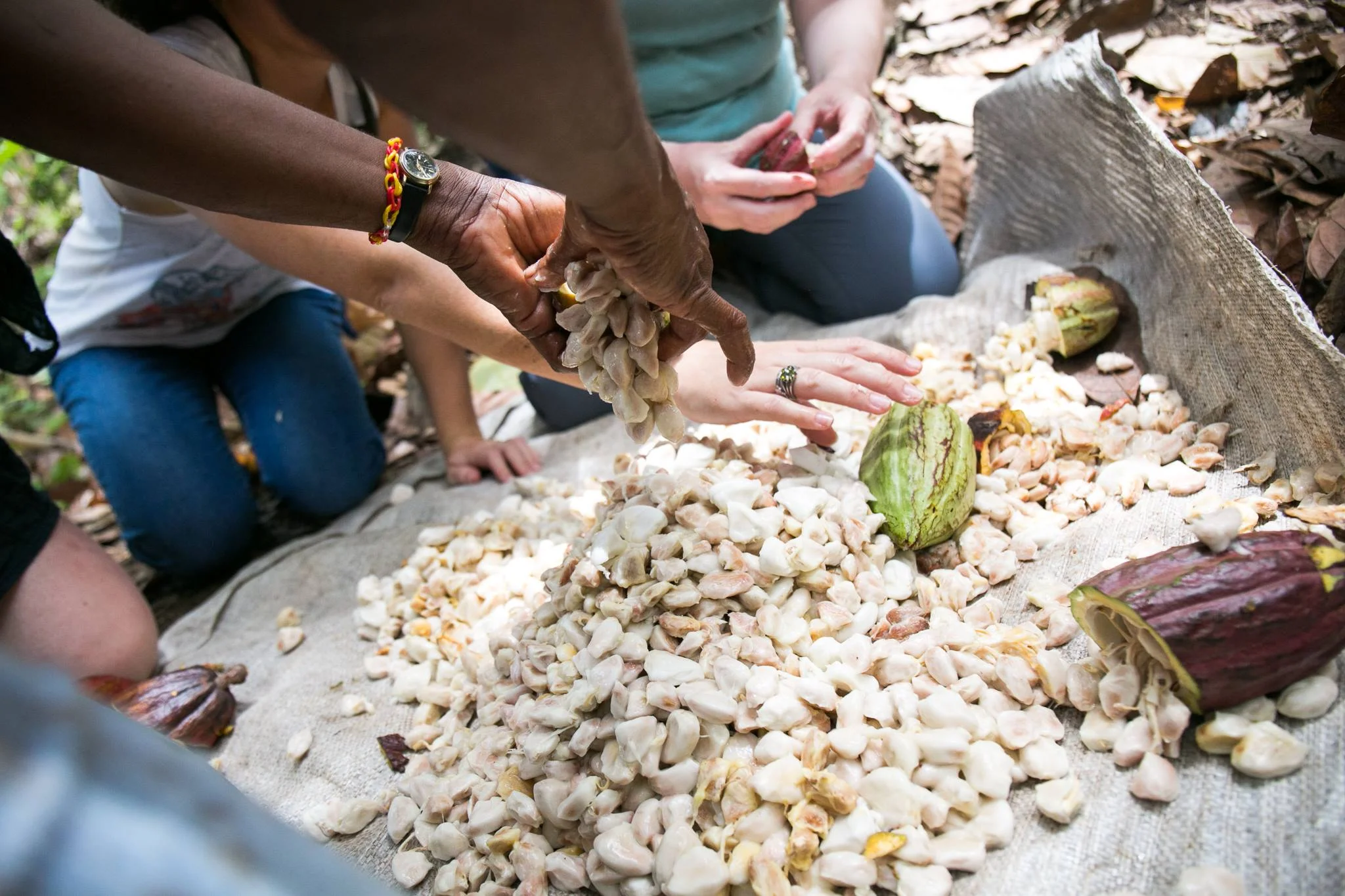 The beans are scooped out of the pods and put in large wooden boxes. These beans are left to ferment for around 7 days.
