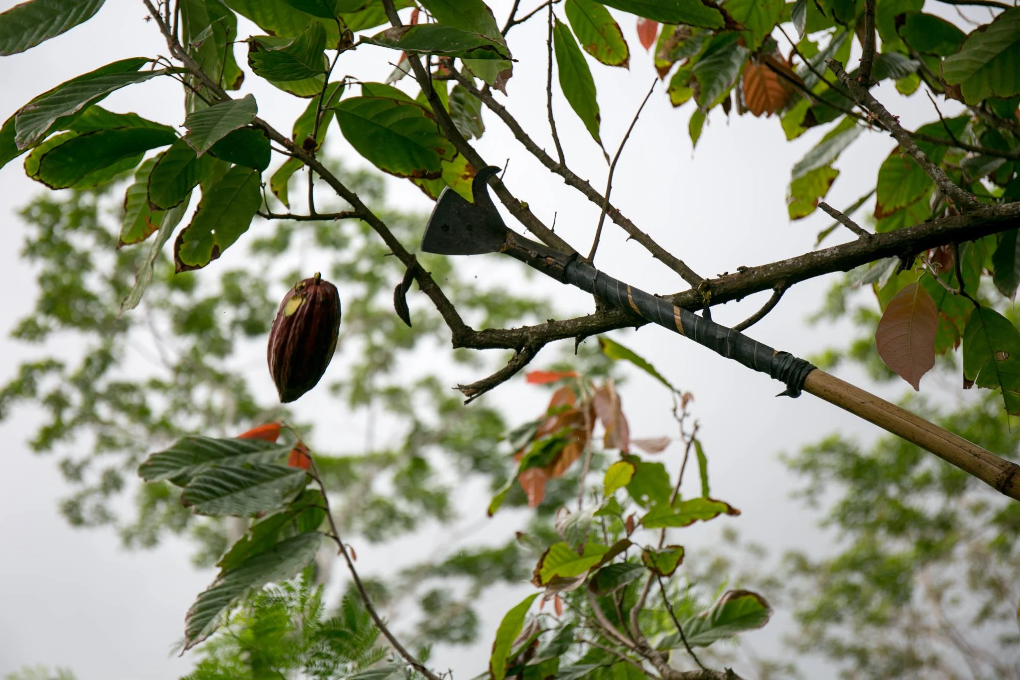 Cocoa pods being harvested. 