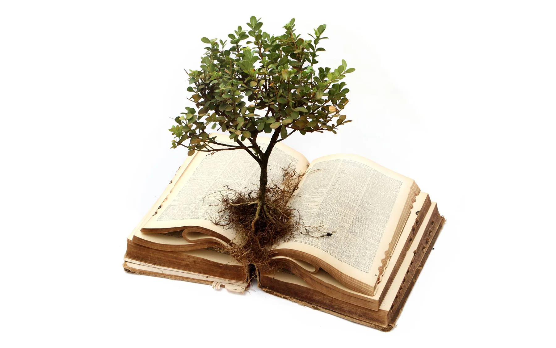 tree book.jpg