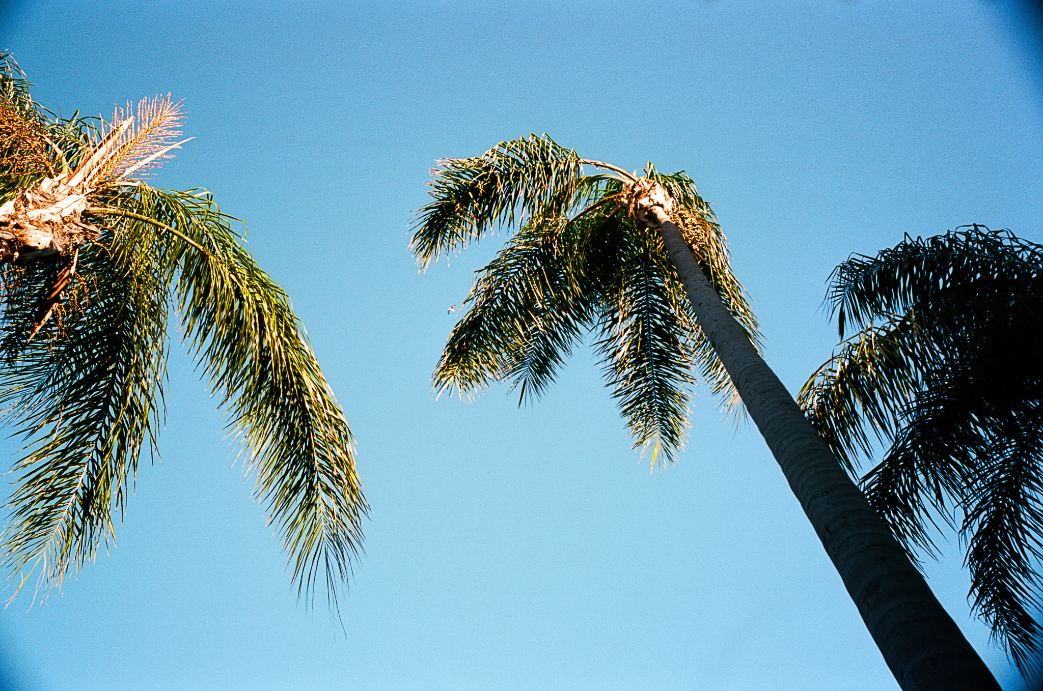 san-diego-wedding-photographers-thewarmtharoundyou-film-photographers (357 of 44).jpg