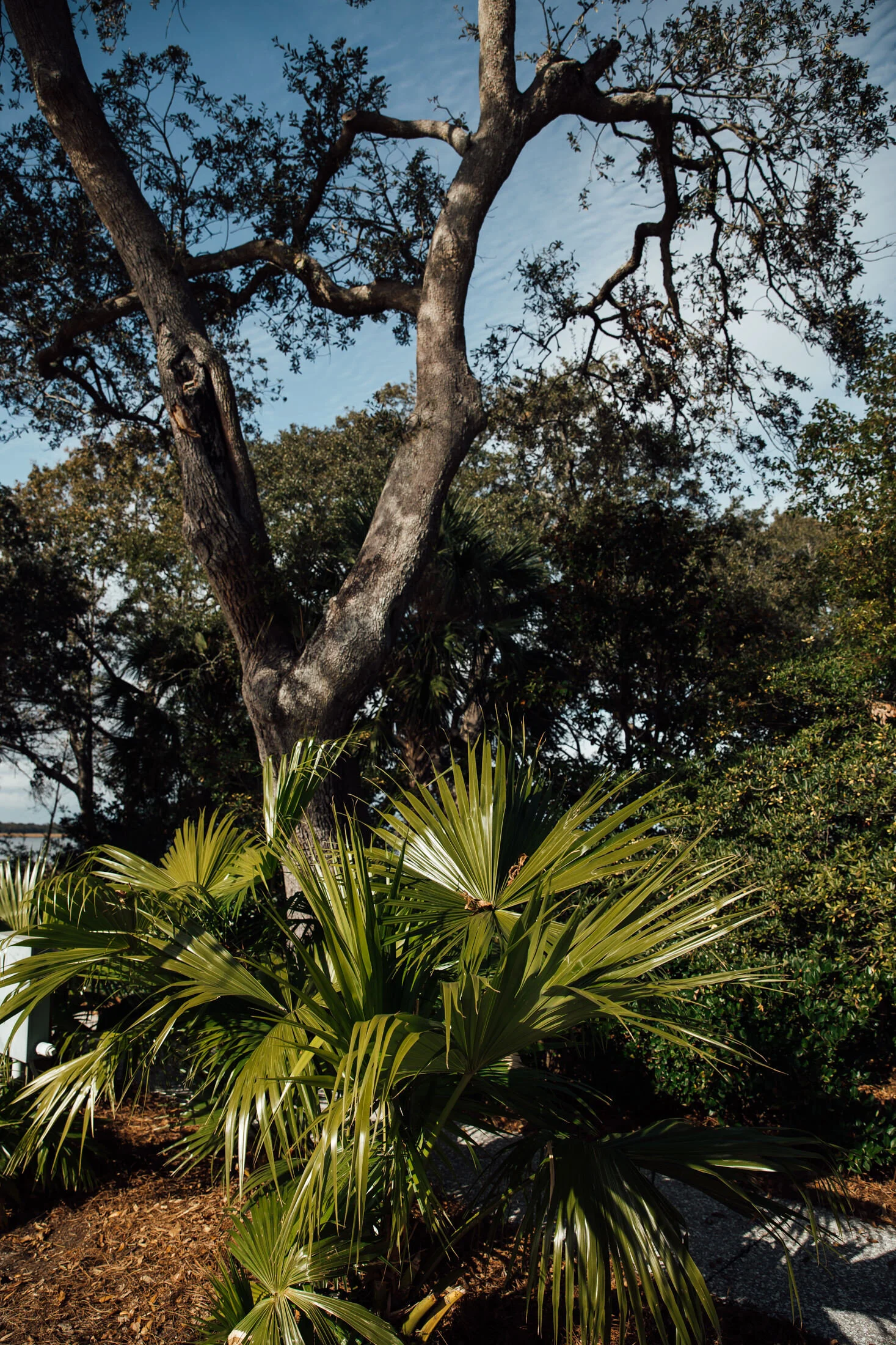 palmetto outdoor kitchen charleston sc on A Heartfelt And Beautiful Wedding In Charleston Sc Cj Katie Memphis Wedding Photographer