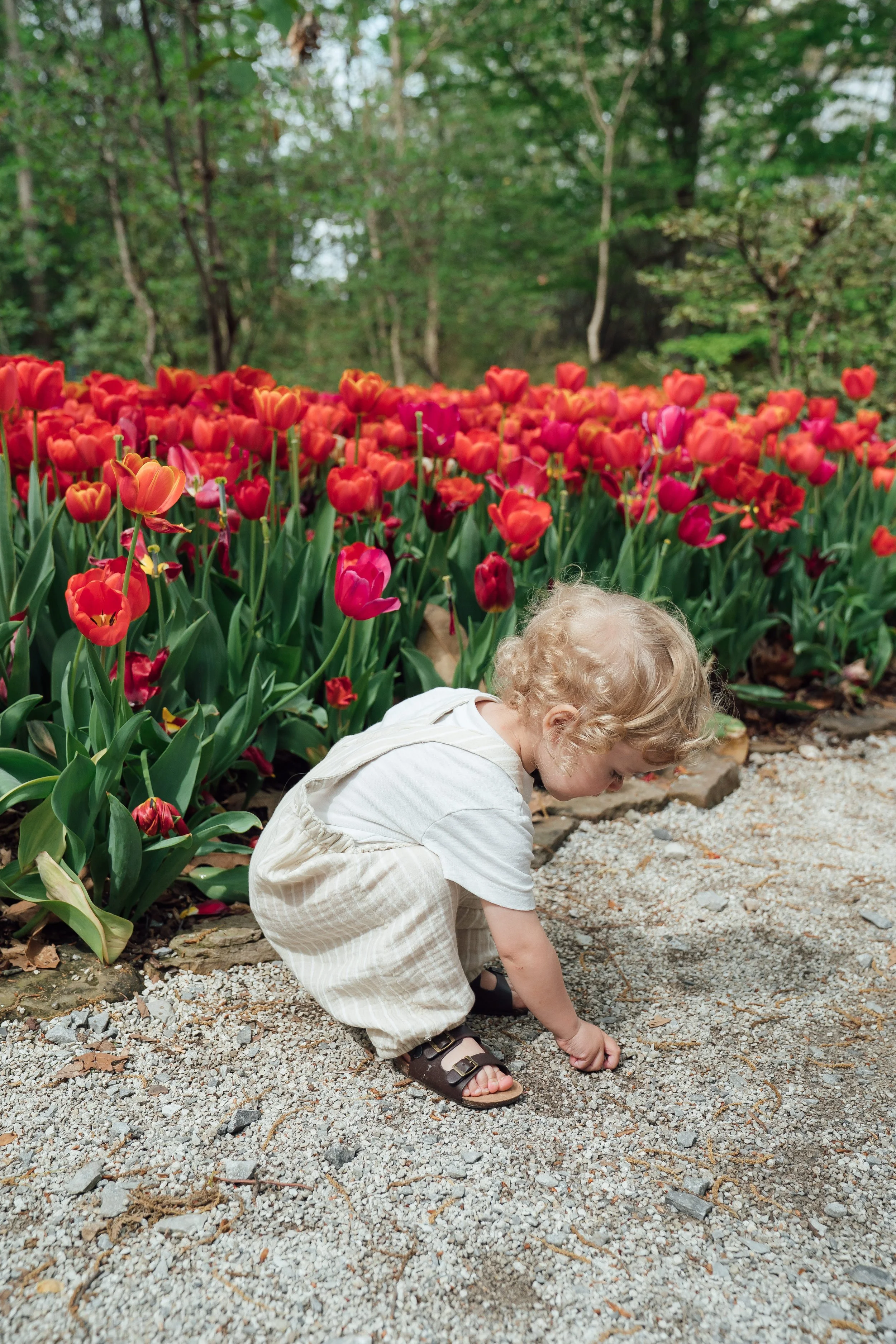 thewarmtharoundyou-dixon-gardens-tulips-family-myers--64.jpg
