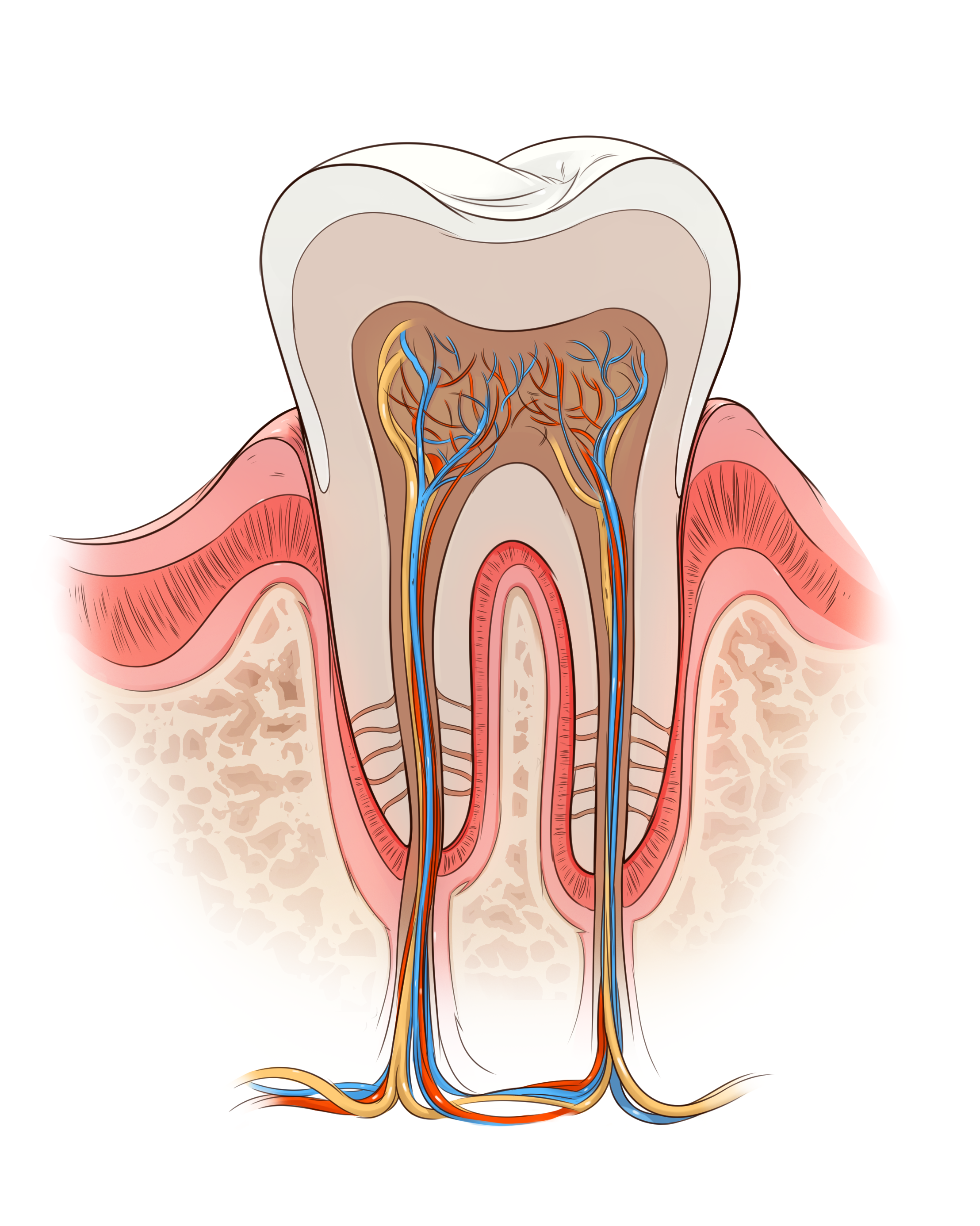 4_5_P_Tooth_line_new_2.png