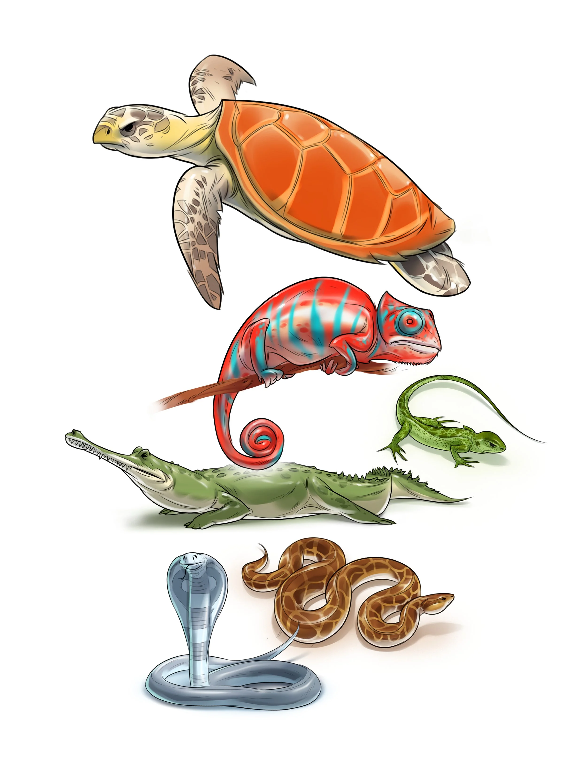 Reptiles Turtle.jpg