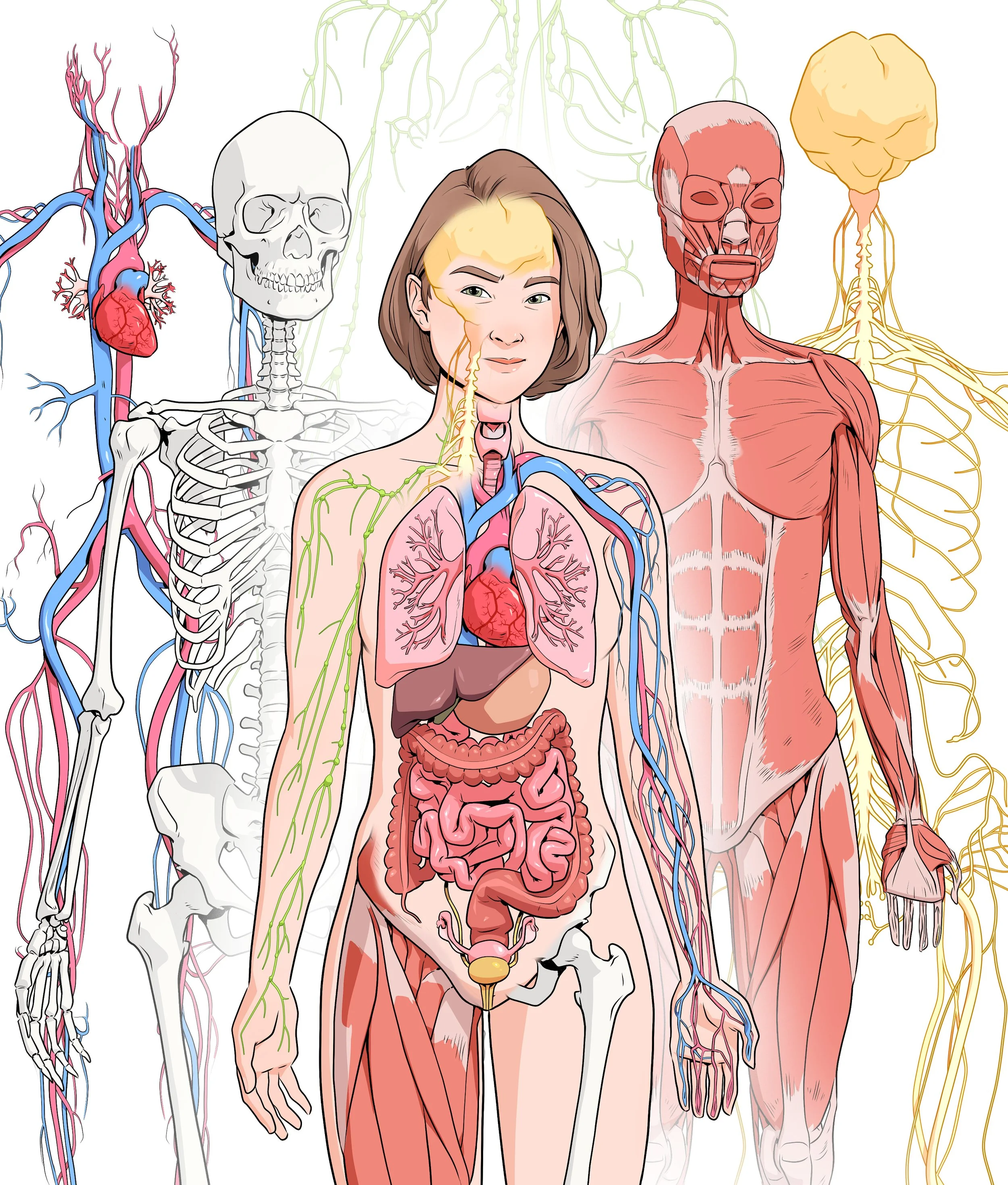 Illustration_body_ssystems.jpg