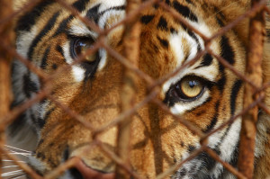 A tiger just like the one pictured here was killed by Chinese businessmen for power and pleasure.