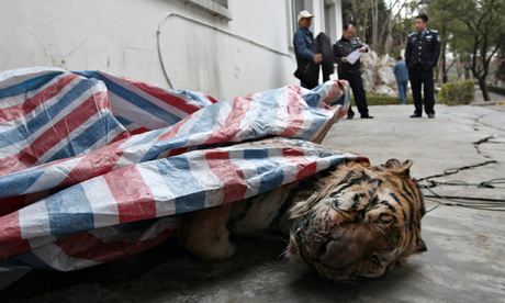 Tigers killed for power and pleasure in China. (Credit: China Daily Reuters)