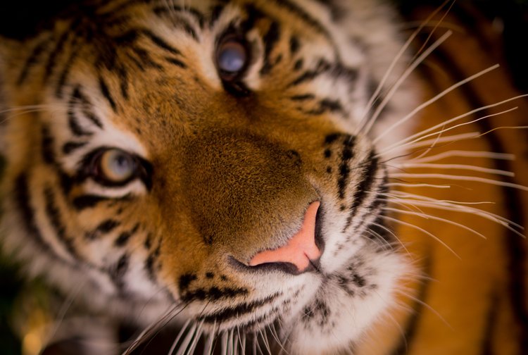 tiger.jpeg