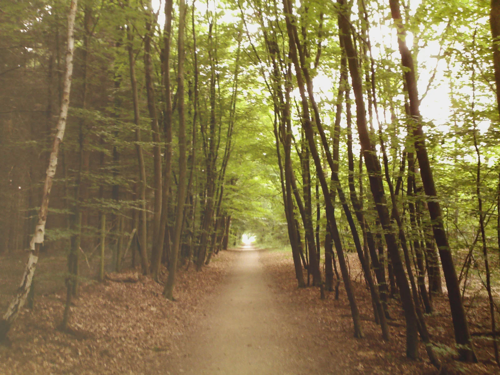 Building a vision & forging ahead