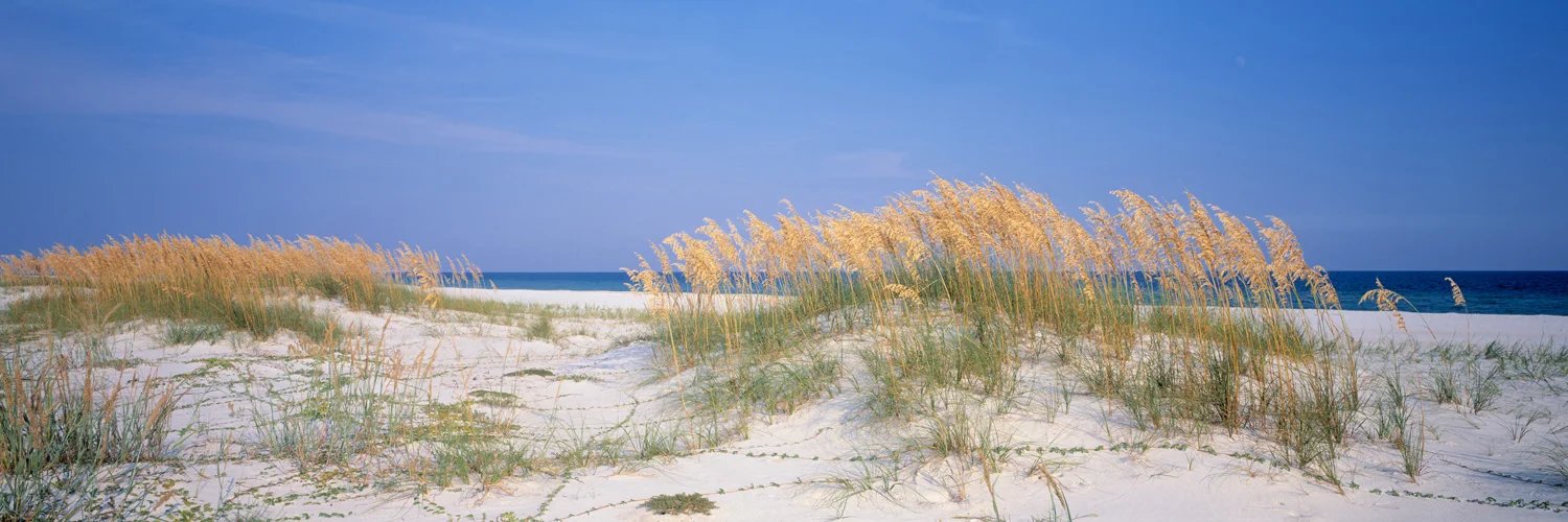 7296 Beach Dunes