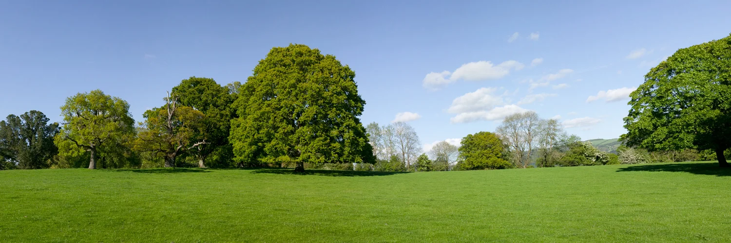 6054 Trees in the Meadow