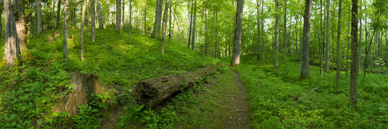 6186 Path Among the Trees