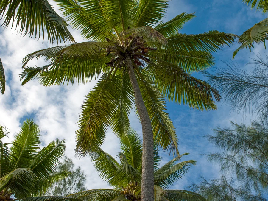 2009 View from a Hammock